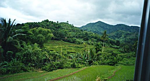 Another rice field