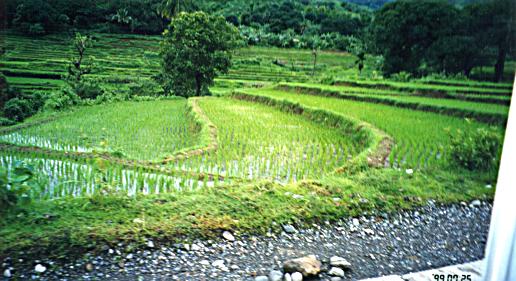 Rice terraces between Baguio and Manila
