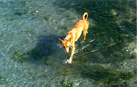 Dog going for a swim