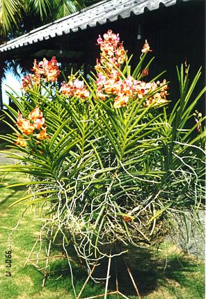 Flower in hotel garden