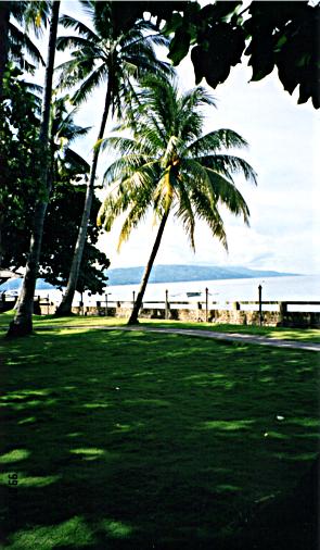 Palm trees and the ocean